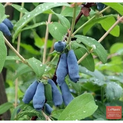 Синие ягоды жимолости на ветке с листьями - Сириус