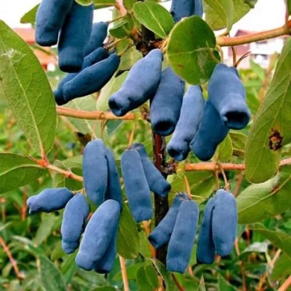 Созревшие ягоды жимолости на ветке - Славянка