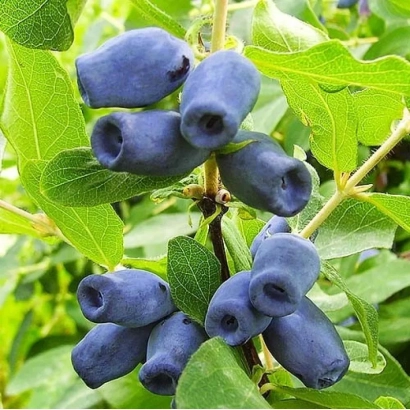 Спокуса | Spokusa — ягоды на ветке