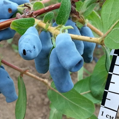 Стойкая — ягоды жимолости на ветке с линейкой для масштаба