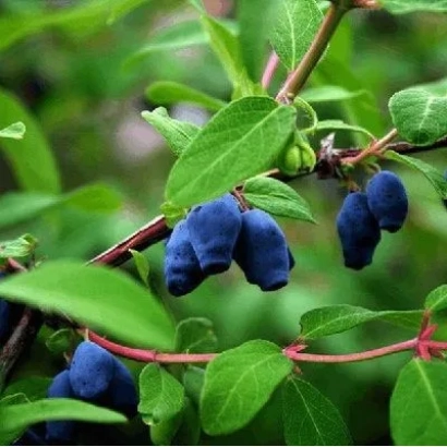 Синие ягоды жимолости на ветке с зелёными листьями - Таежная