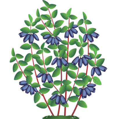 Illustration of a shrub with blue berries, likely honeysuckle - Tornado