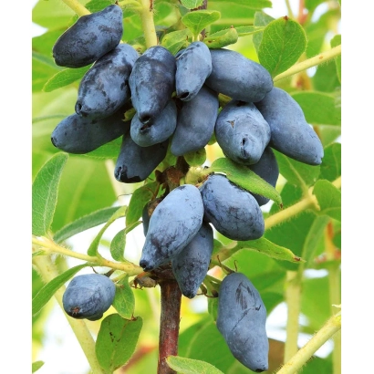 Синие ягоды на ветке жимолости - ЮГАНА