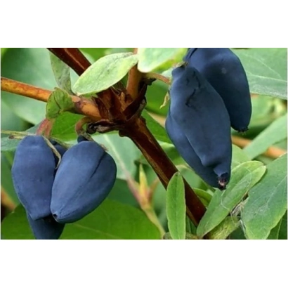 Синие ягоды жимолости на ветке с зелёными листьями - ВАСИЛЕК