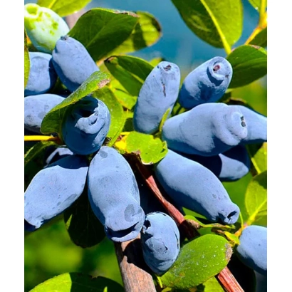 Спелые ягоды жимолости на ветке - Виола