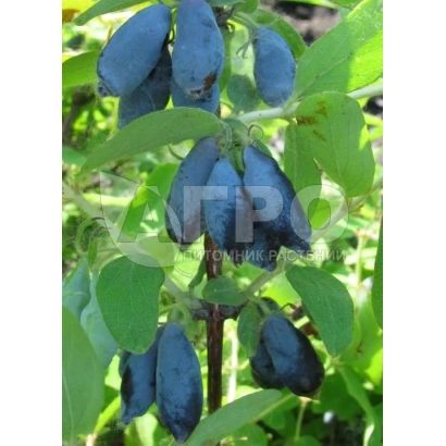 Синие ягоды жимолости на ветке - Влада