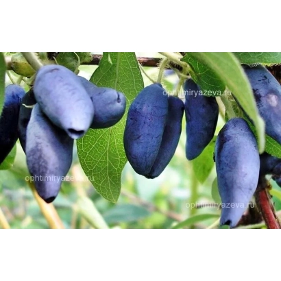 Спелые ягоды жимолости Зарница на ветке