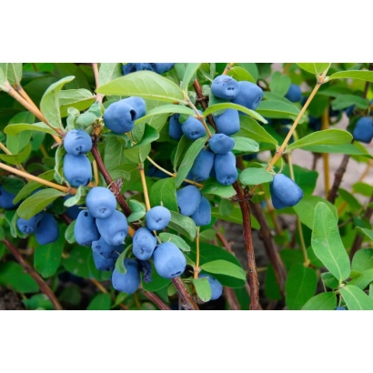 Blue honeysuckle berries on a branch with green leaves - Desired