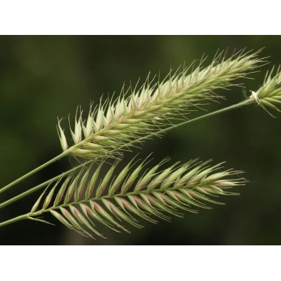 Стебли житняка на фоні зелени - КРАСНОКУТСЬКИЙ 45