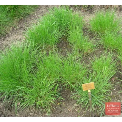 Ростки житняка на поле с желтым маркером - ЛИДЕР Г