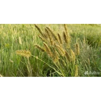 Зерно житняка росте на полі - ОНГУДАЙСЬКИЙ