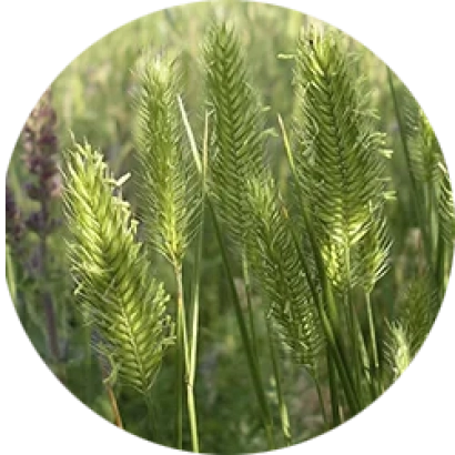 Зерно житняка на фоні поля - ПАВЛОВСЬКИЙ 12