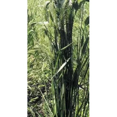 Зерно житняка на поле - УСПЕХ