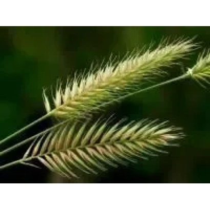 ЗЕРНОГРАДСЬКИЙ 1