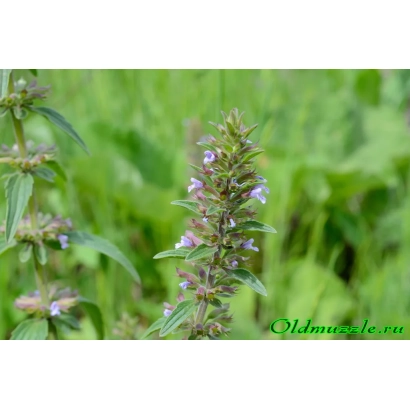 Рослина Мажор з квітами на зеленому фоні