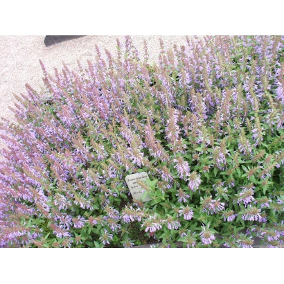 Plant with purple flowers, identified as Змееголовник - Sultan