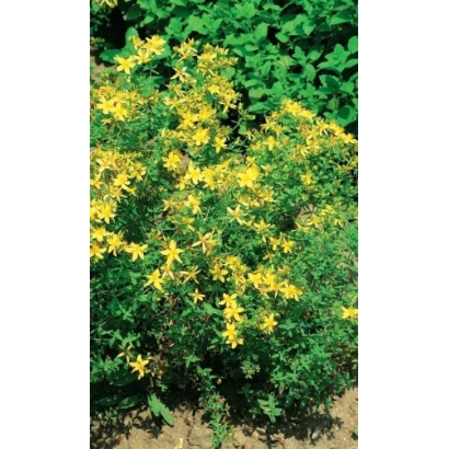 Желтые цветы зверобоя на зеленом фоне - Оптимист