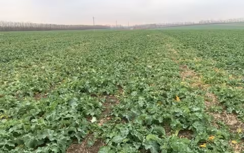 Как защитить озимый рапс и пшеницу от вредителей на Прикарпатье