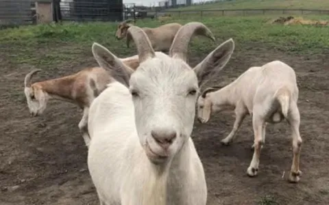 SPCA Новой Шотландии взяло на себя контроль за благополучием сельскохозяйственных животных