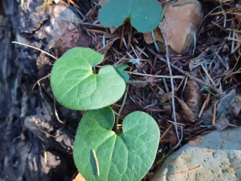 Asarum