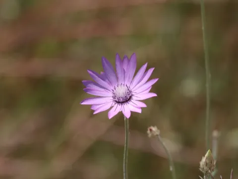 Ксерантемум