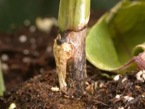 Rhizoctonia root rot