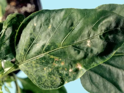 Tobacco etch virus