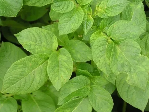 Potato virus X