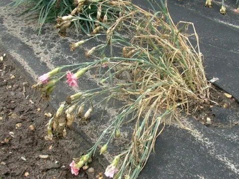 Fusarium wilt