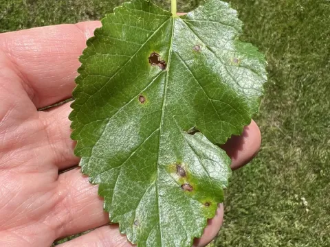 Cercospora leaf spot