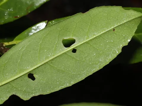 Клястероспориоз