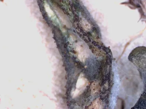 Cucurbitariosis
