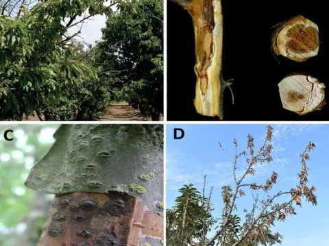 Calosphaeriaceae
