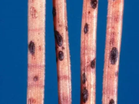Eastern white pine needle cast