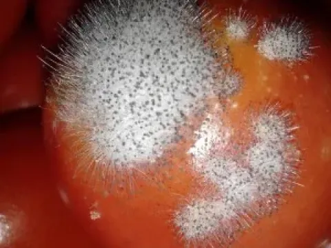 Rhizopus oryzae