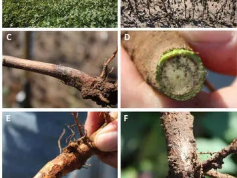 Phymatotrichopsis root rot