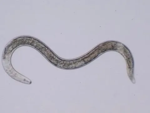 Ring nematode