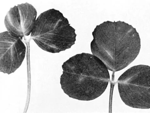 Alfalfa transient streak virus