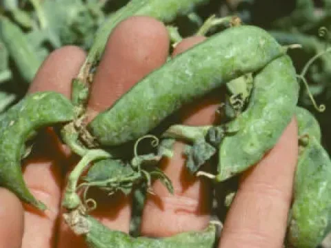 Pea enation mosaic virus