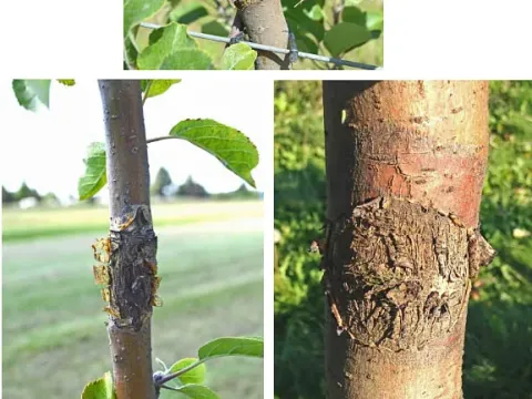 Bull's eye rot