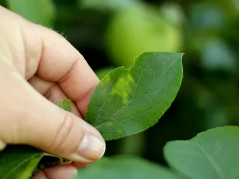 Apple chlorotic leaf spot virus