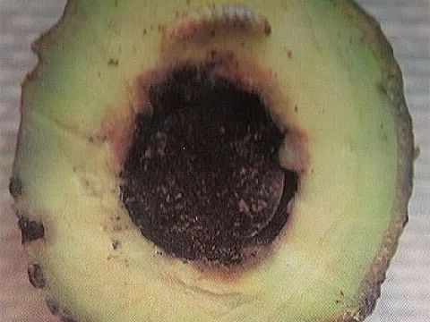 Physalospora perseae
