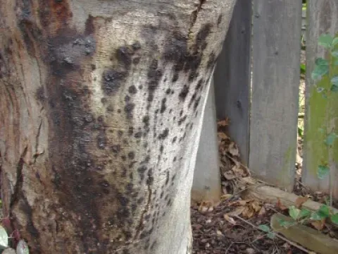 Phytophthora root rot