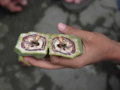 Blood disease of banana