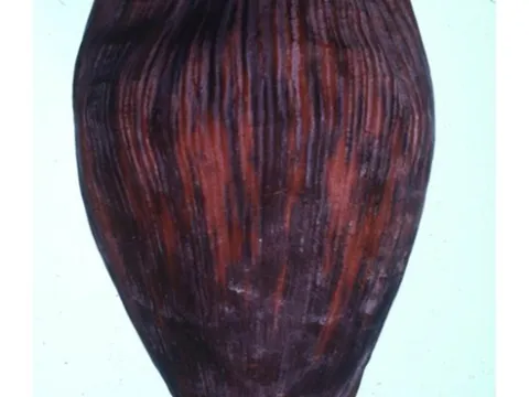 Banana mosaic virus