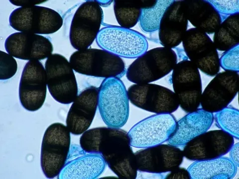 Botryosphaeria rhodina