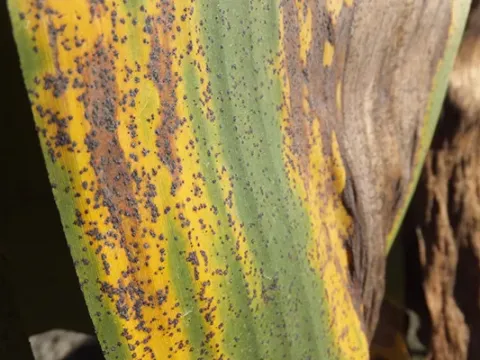 Banana rust