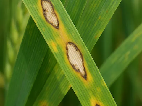 Cereal Helminthosporiosis