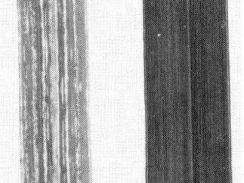 Chloris striate mosaic virus