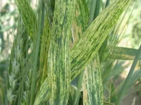 Wheat streak mosaic